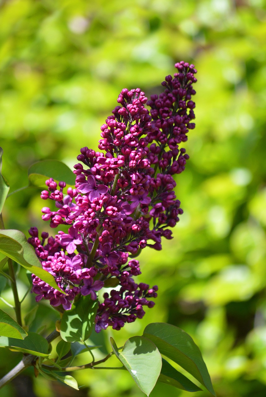 lilac, ornamental shrub, blossoms, syringa, fragrant, spring, garden, violet, flora, lilac bush, purple, botany, beauty, nature, green, oleaceae