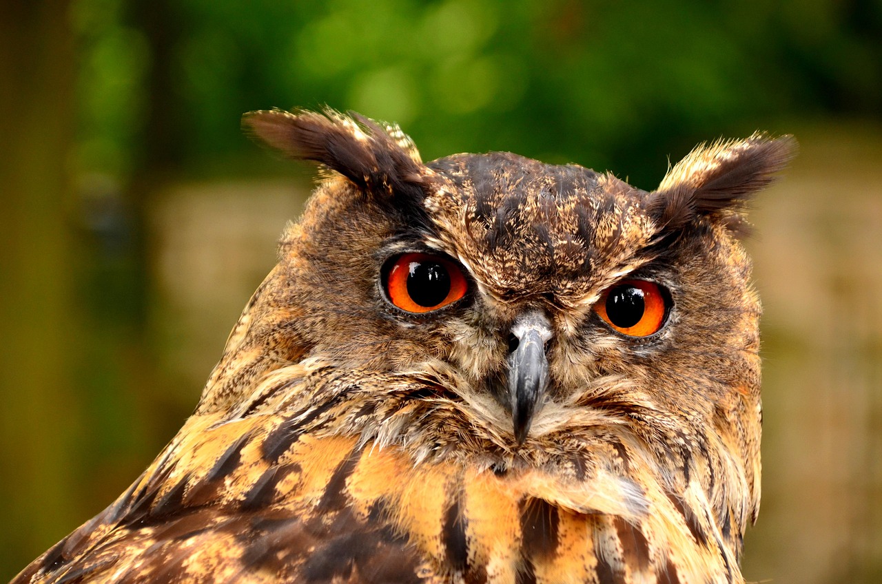 alertness, animal, animal themes, avian, beak, bird, bird of prey, brown, eagle, eagle-owl, expertise, eyes, university, fauna, hunter, looking, nature, one animal, orange, owl, plumage, predator, prowling, raptor, stalking