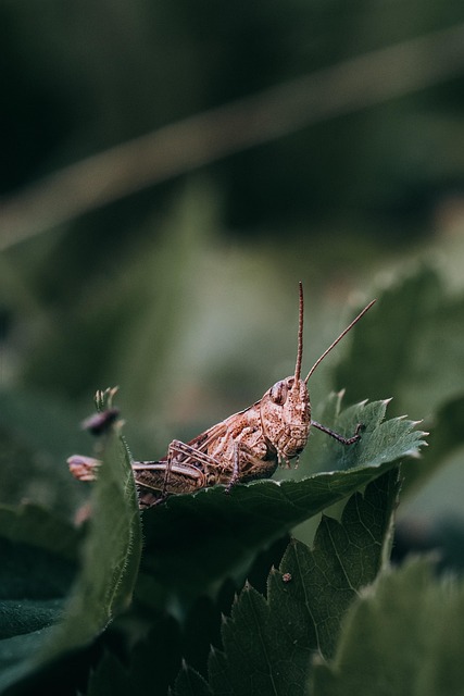 Image for The Intricate Relationship Between Birds and Chili Pepper Plants.