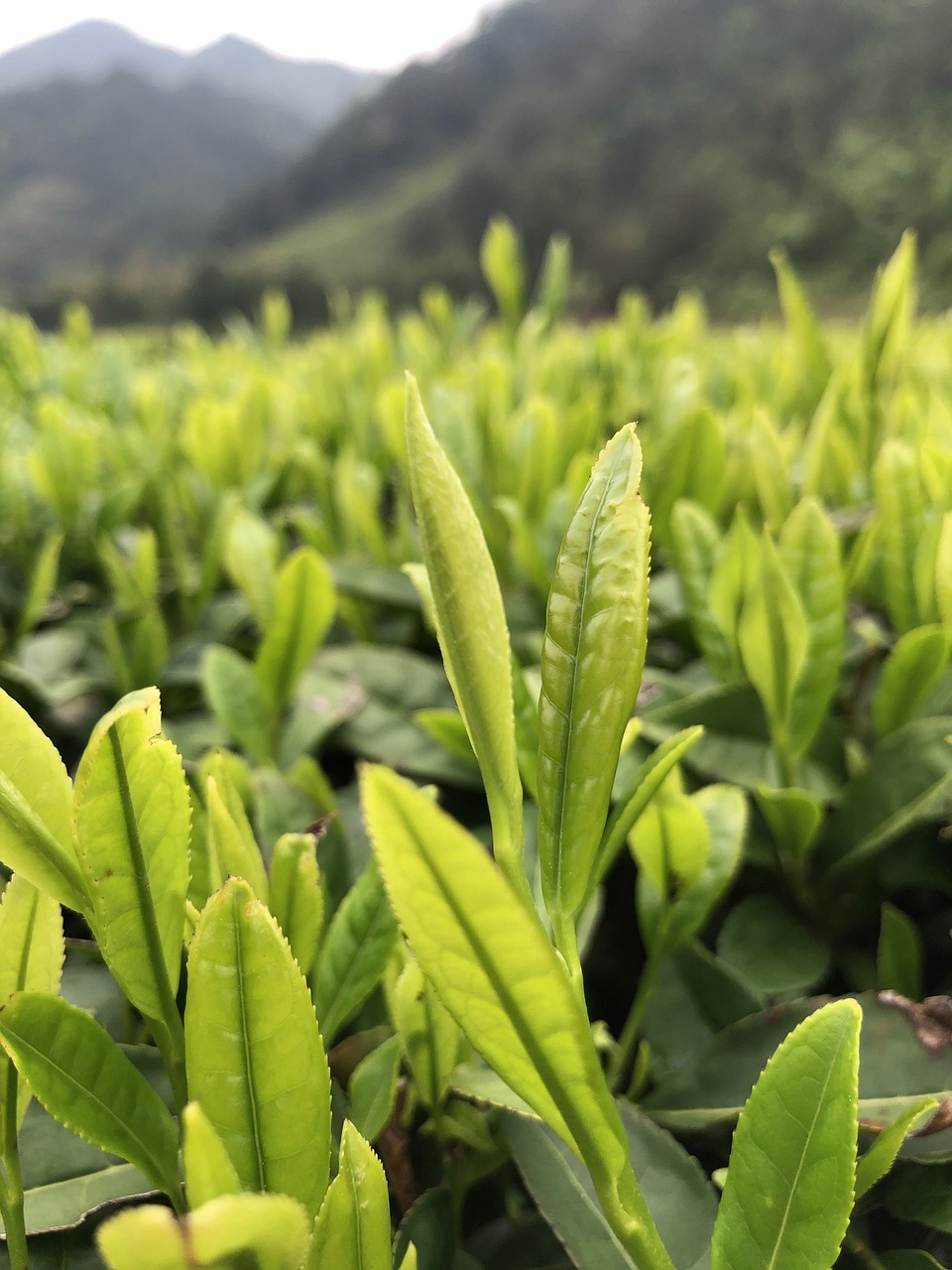 china tea, tea garden, thea viridis, tea, green tea, china, rural