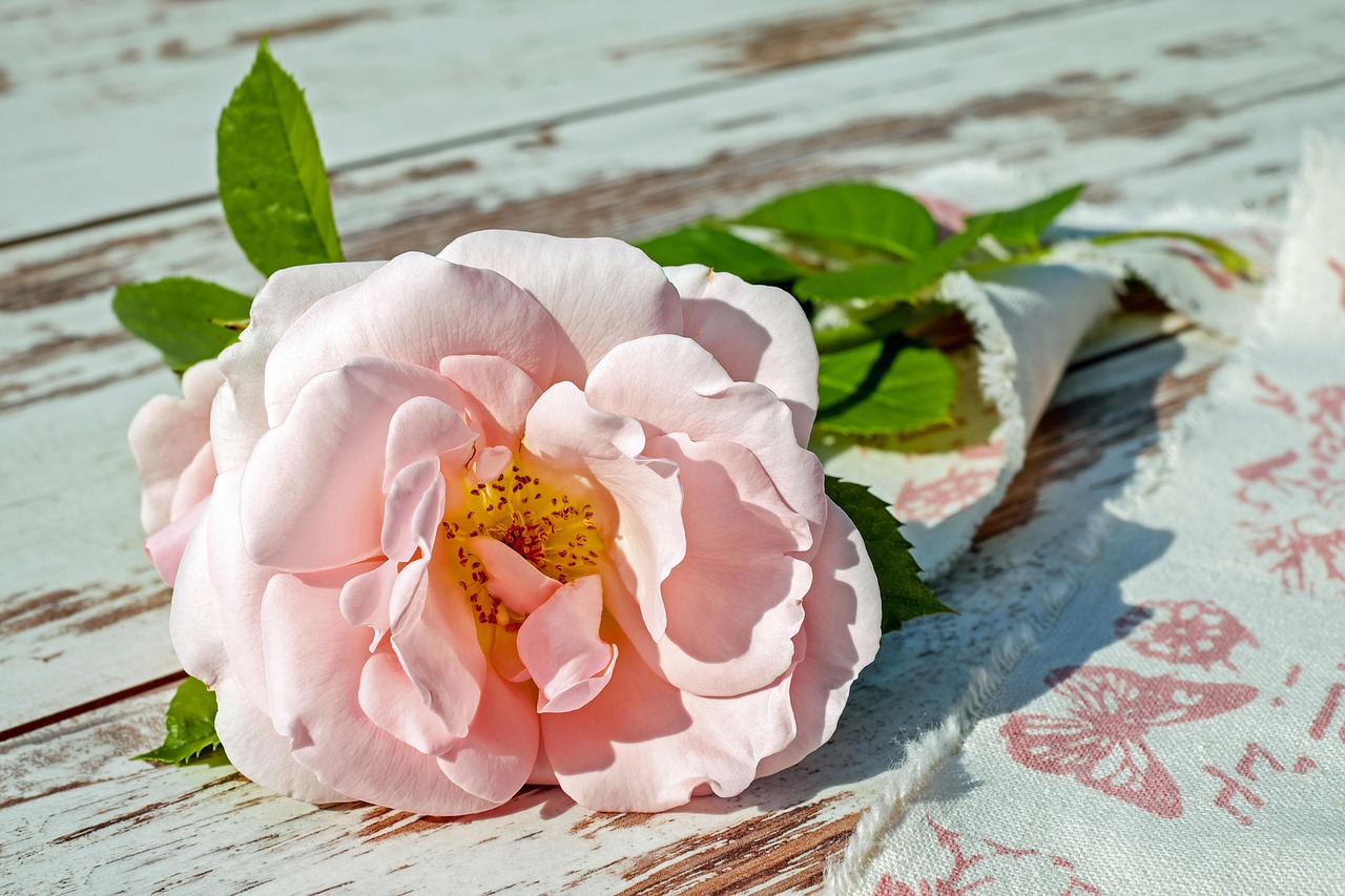 rose, pink, flower, pink rose, pink flower, pink petals, petals, rose petals, rose bloom, blossom, bloom, scented rose, single flower, single rose