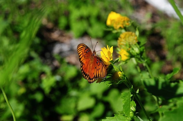 butterfly, nature, wildlife, flower, wings, pollinate