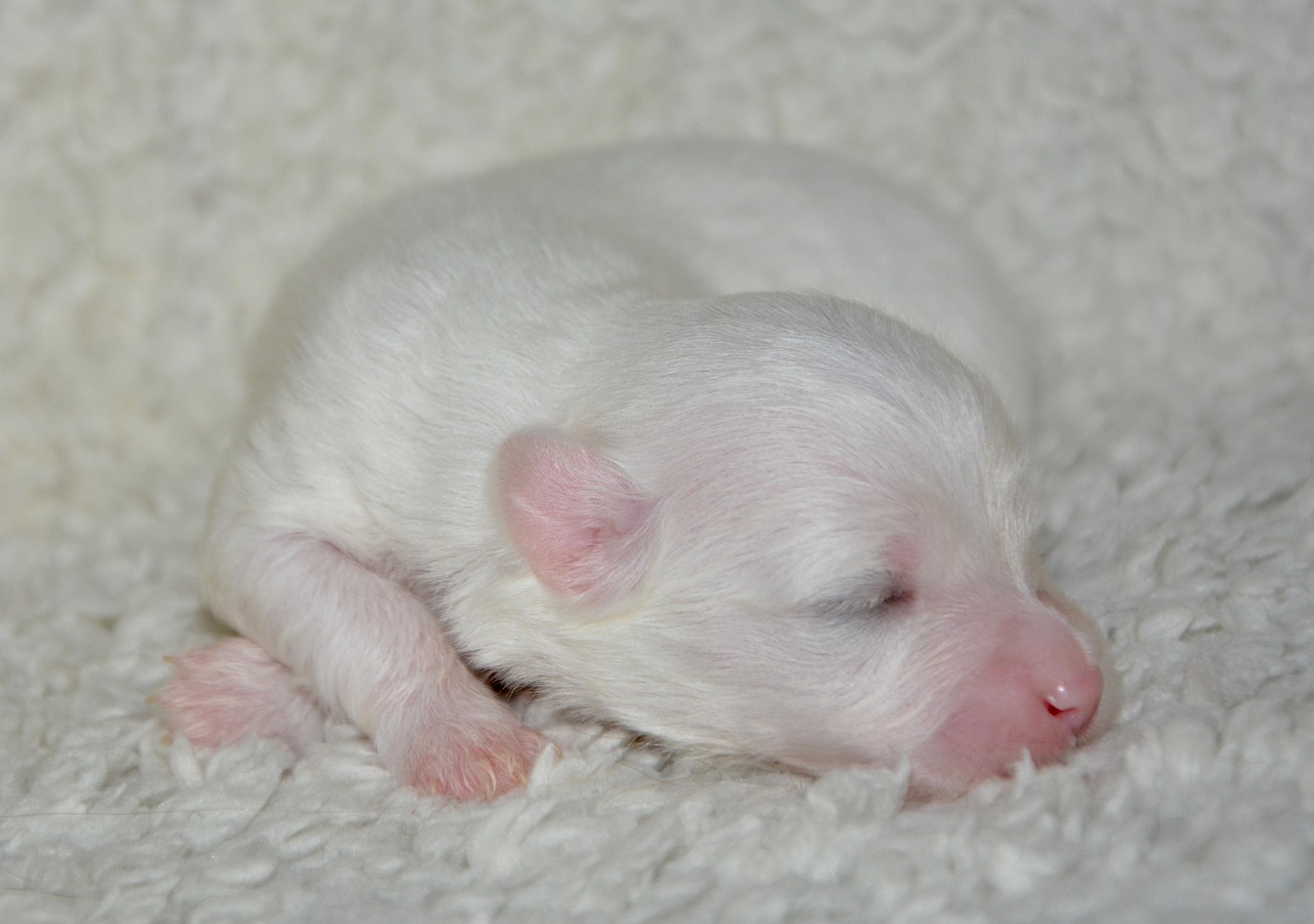 puppy, new born, dog coton tulear, cute, mammal, little puppy, baby, domestic animal, white coat