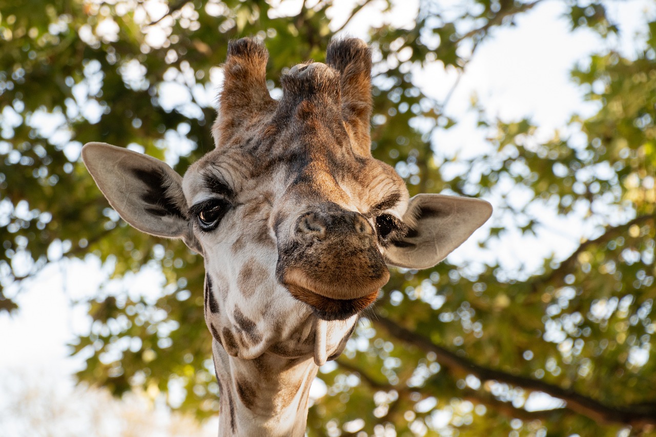 giraffe, head, ossicone, giraffe head, artiodactyl, ruminant, large ruminant, large animal, large mammal, animal, mammal, nature, neck, spotted, large