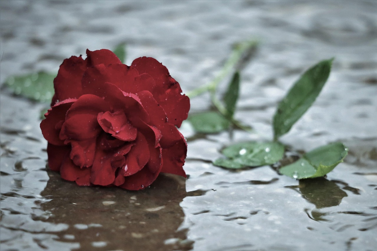 red rose in rain, dark gothic mood, left in silence, rose lily marlene, water, drops, waves, nature, outdoor