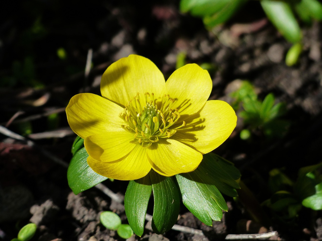 winterling, flower, blossom, bloom, yellow, eranthis hyemalis, eranthis hiemalis, eranthis salisb, buttercup, ranunculaceae, spring