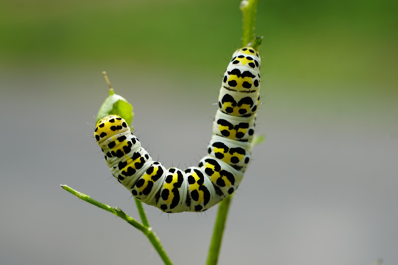 mullein moth, caterpillar, insect, shargacucullia verbasci, noctuid moth, owlet moth, moth, lepidoptera, larva, animal, nature, closeup