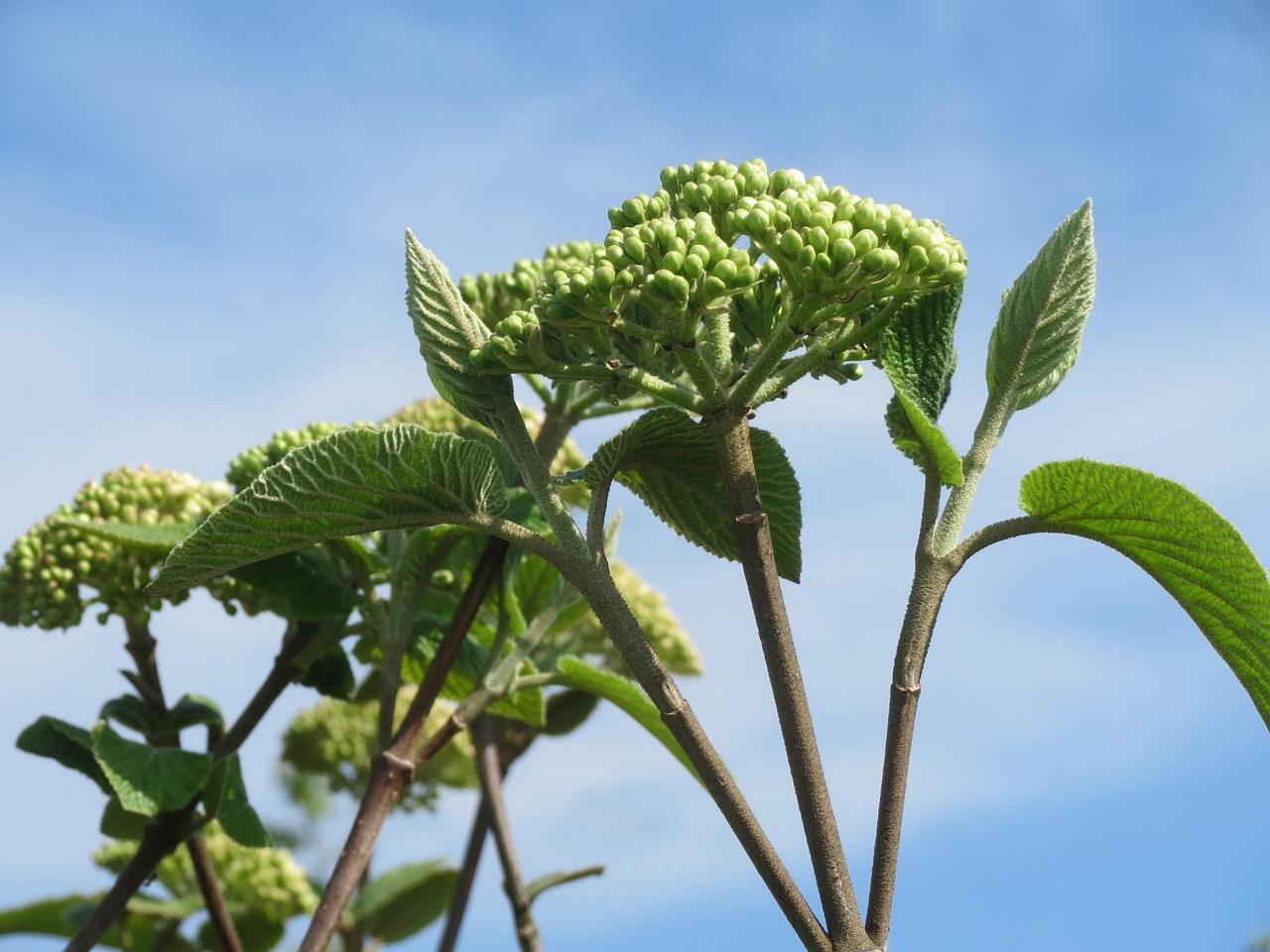 viburnum lantana, wayfarer, wayfaring tree, shrub, tree, flora, botany, plant, inflorescence