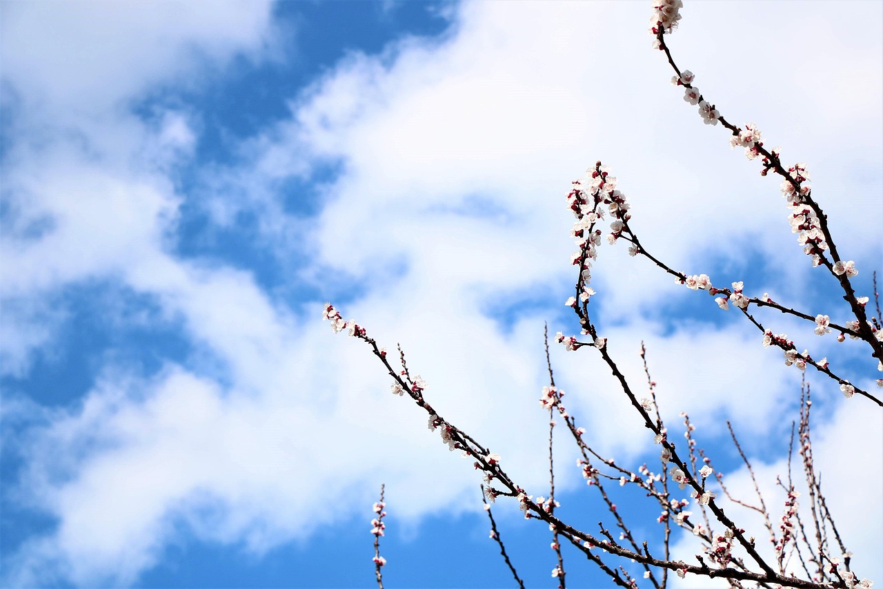 gökyüzü, sky, deniz, manzara, kiraz, çiçek, mavi, blue, bulut, flower, nature, mevsim, season, ağaç, tree