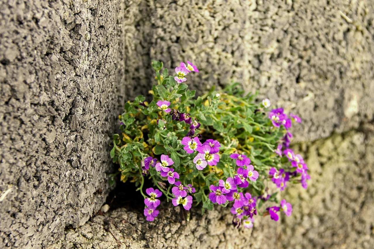 blue pillow, pink, wall, wall flower, stone wall, flower, stone, nature, power, strength, blossom, bloom, plant, background, structure, wallflower, leaves, vegetation, bloom, beautiful, spring, idyllic, idyll, wall crack, chink, gap, bright, ornament, mood