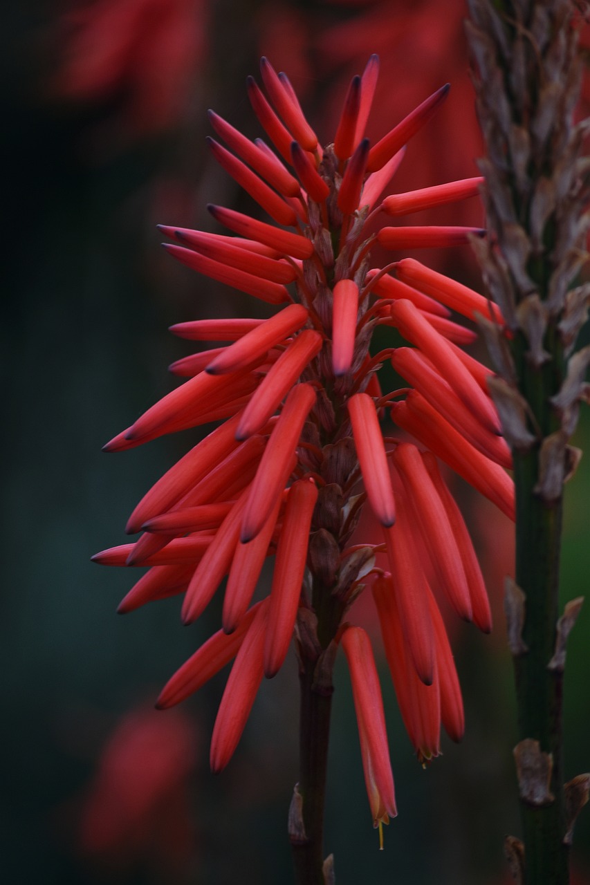 plant, flora, aloe, bright, drought-resistant