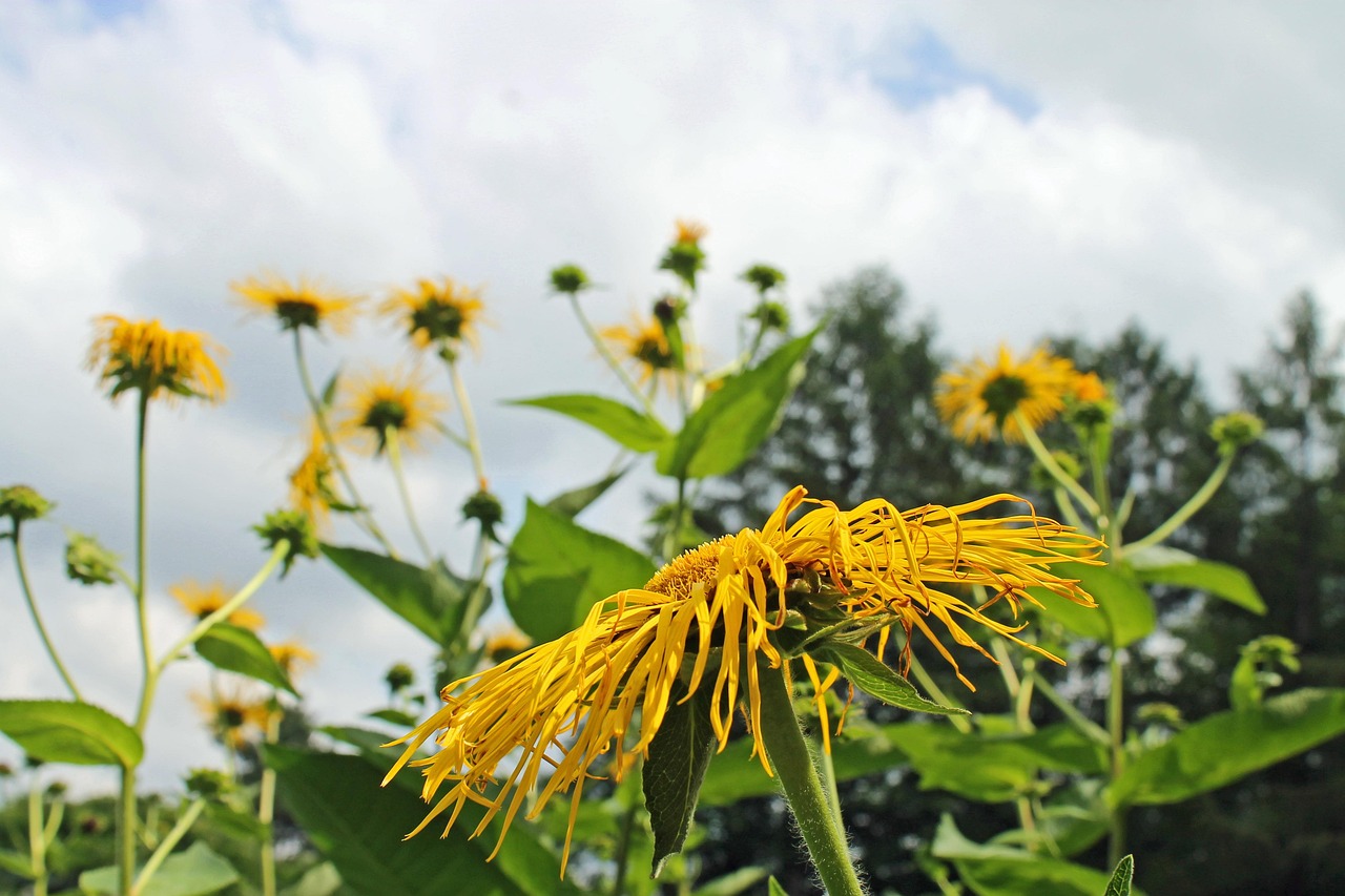 elecampane, flowers, plants, petals, garden, bloom, blossoms, flora, nature, summer