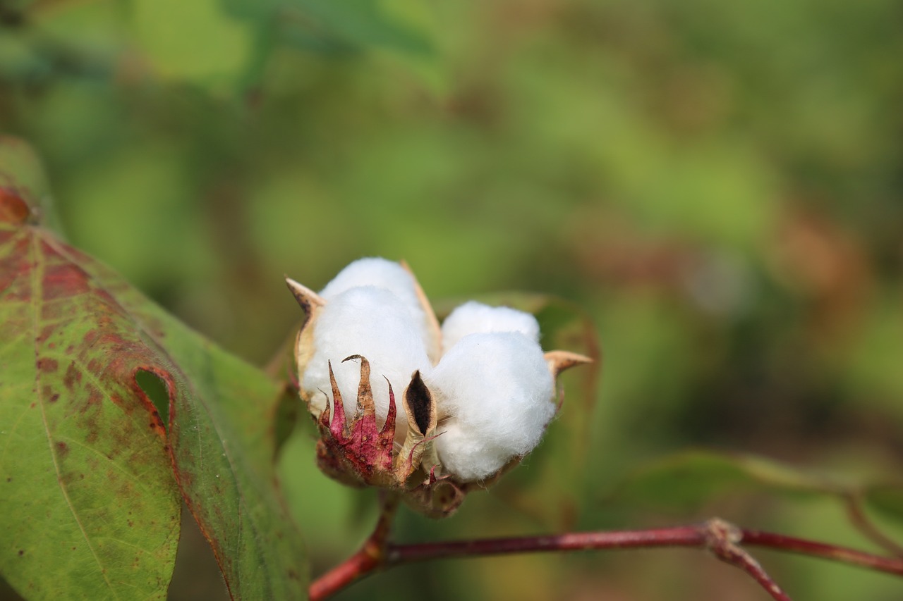 cotton flower, agriculture, farming, cotton farm, plant, cotton plant