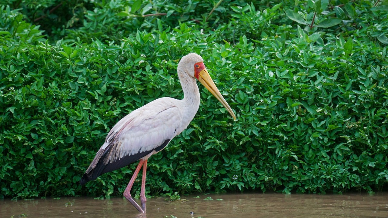yellow-billed stork, africa, kenya, safari, wildlife, rhino watch safari lodge