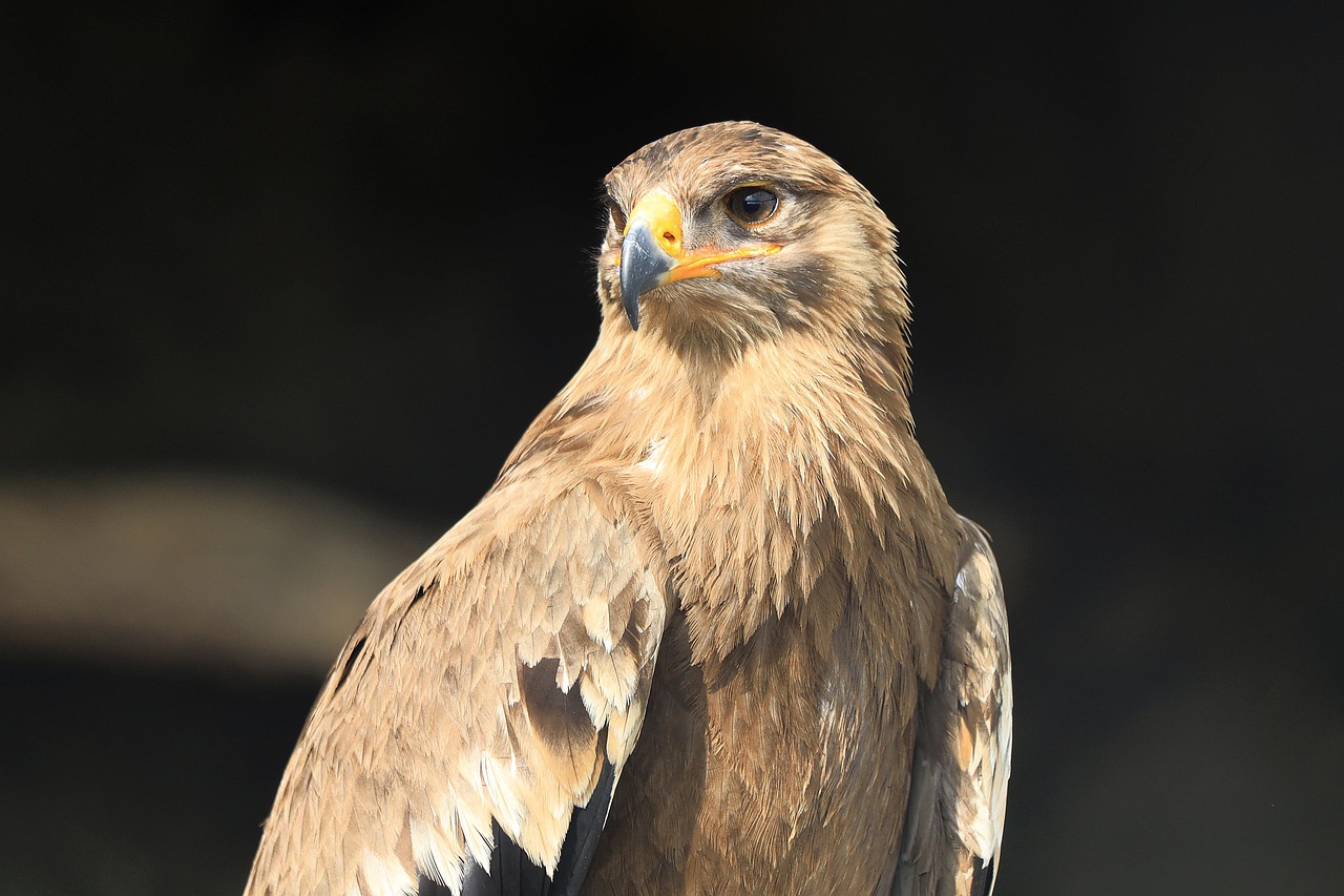 common buzzard, buzzard, raptor, wild bird, falconry, carnivores, predator, animal, nature