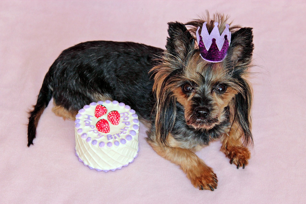 yorkie, dog, cake, birthday, princess, crown, beauty