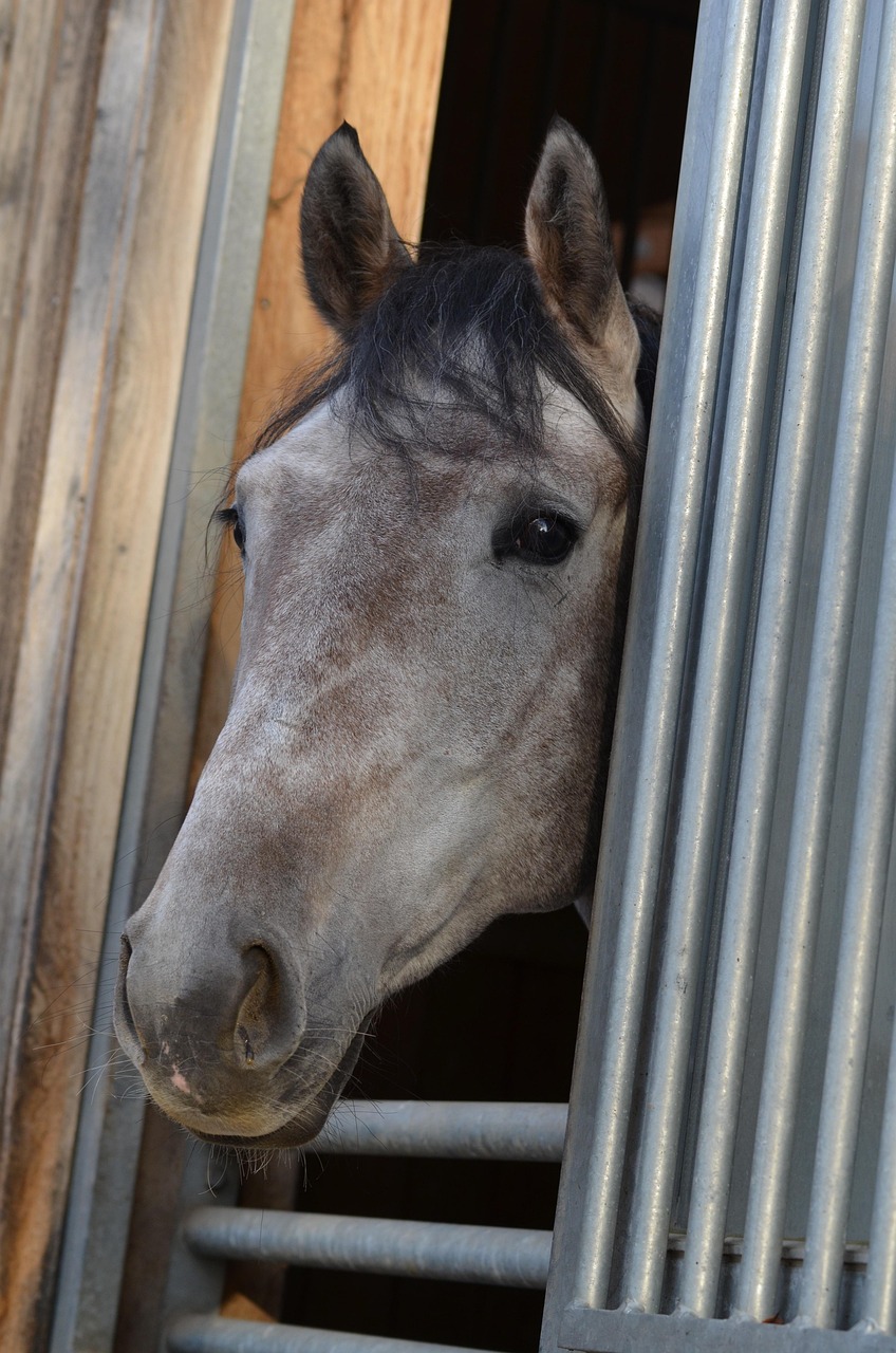 horse, marbach stud, horsestable studfarm, gomadingen, germany
