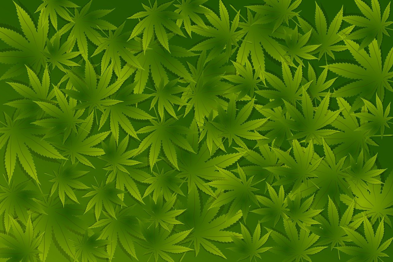 hemp, weed, nature, wallpaper, poster