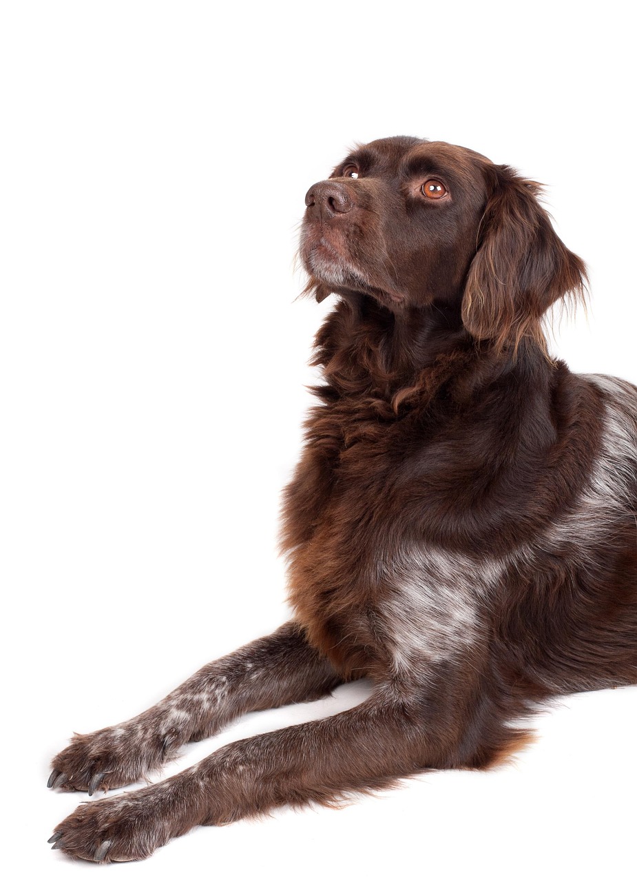 dog, lie, white background, small münsterländer, brown, iphone wallpaper