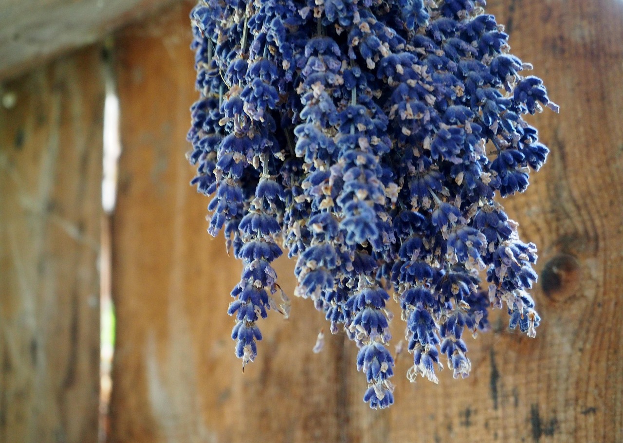 lavender, herb, dry, dried, herbs, nature, lavender flowers, fragrance, blossoms, fragrant, violet, purple, aroma, garden, medicinal plant, plant, lavandula angustifolia, flower, garden flowers, aromatic, real lavender