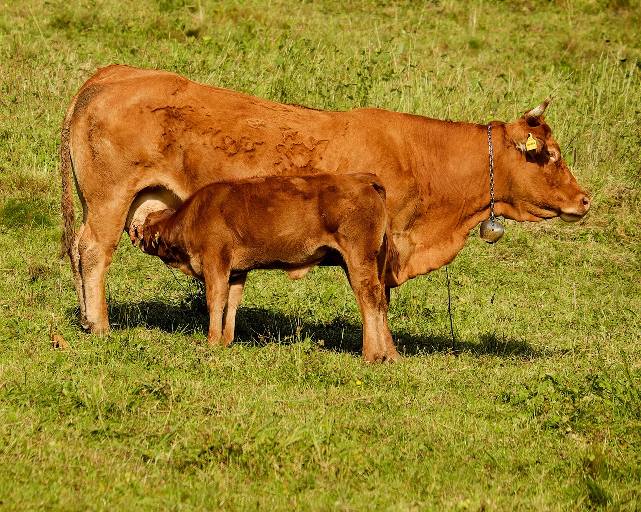 cow, calf, suckle, cub, cute, young calf, to stand, pasture, meadow, beef, agriculture, cattle, livestock, farm animal, nature, fall