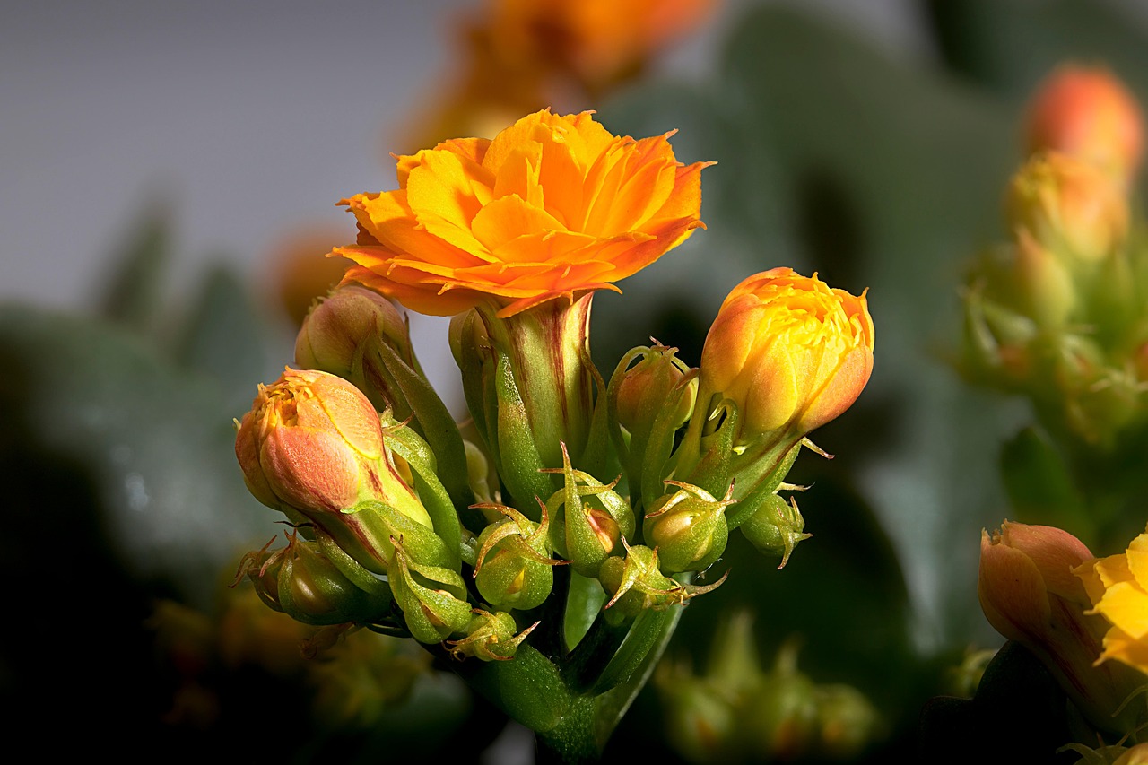 flower, kalanchoe, flora, nature
