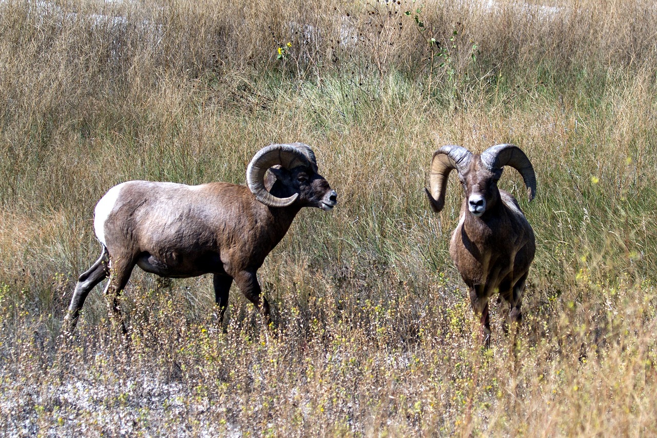 bighorn sheep, sheep, wild animal, usa, horns