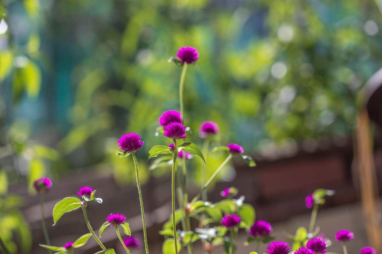 cheon il hong, flower, plant, nature, purple, light