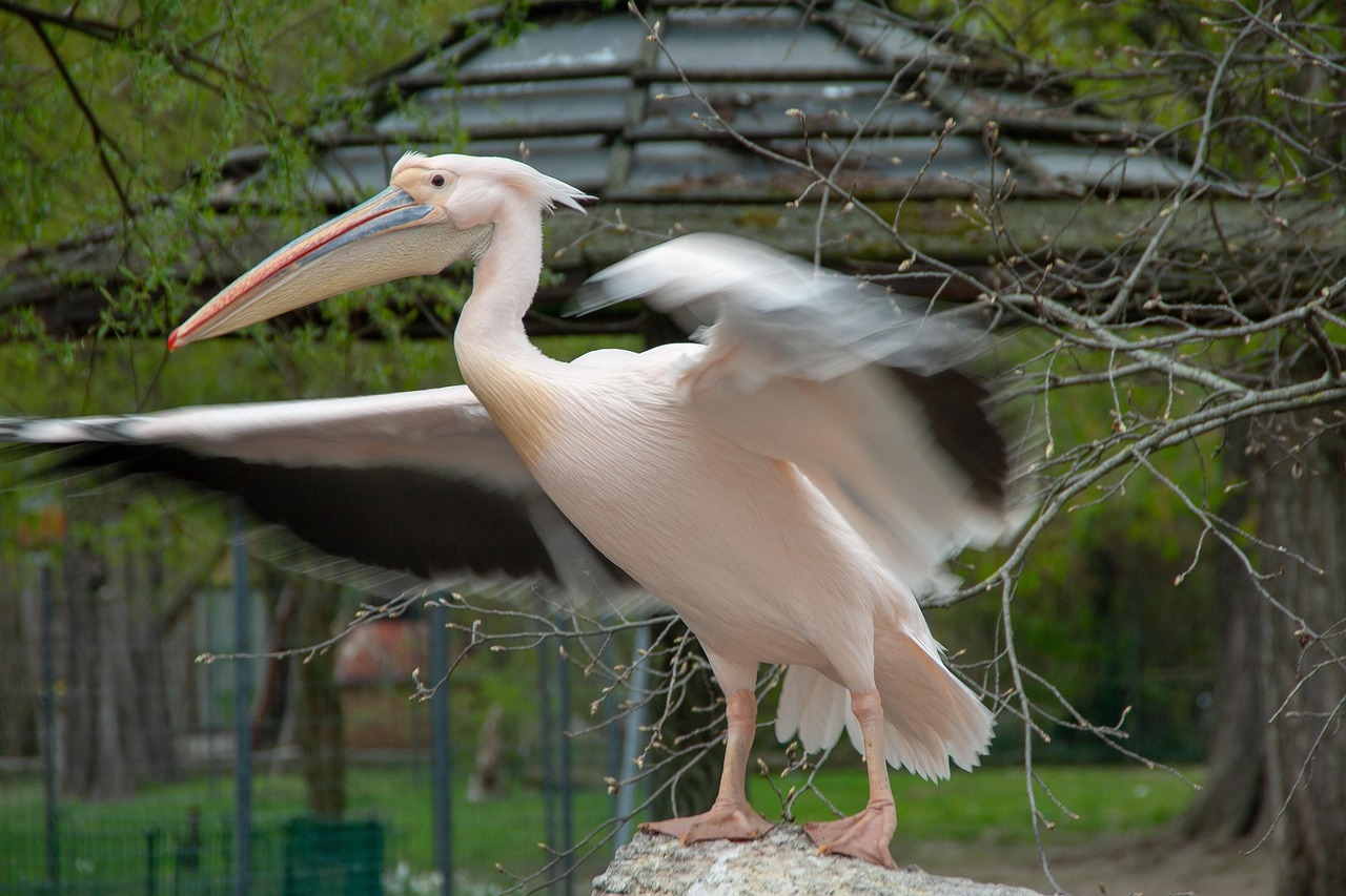 pelikan, wild, wildlife, zoo, animal, focus, fly