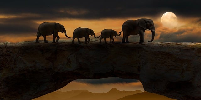 elephants, animals, bridge, mammals, wildlife, rock bridge, natural bridge, night, evening, dark, moon, nature, elephants, elephants, bridge, moon, moon, nature, nature, nature, nature, nature