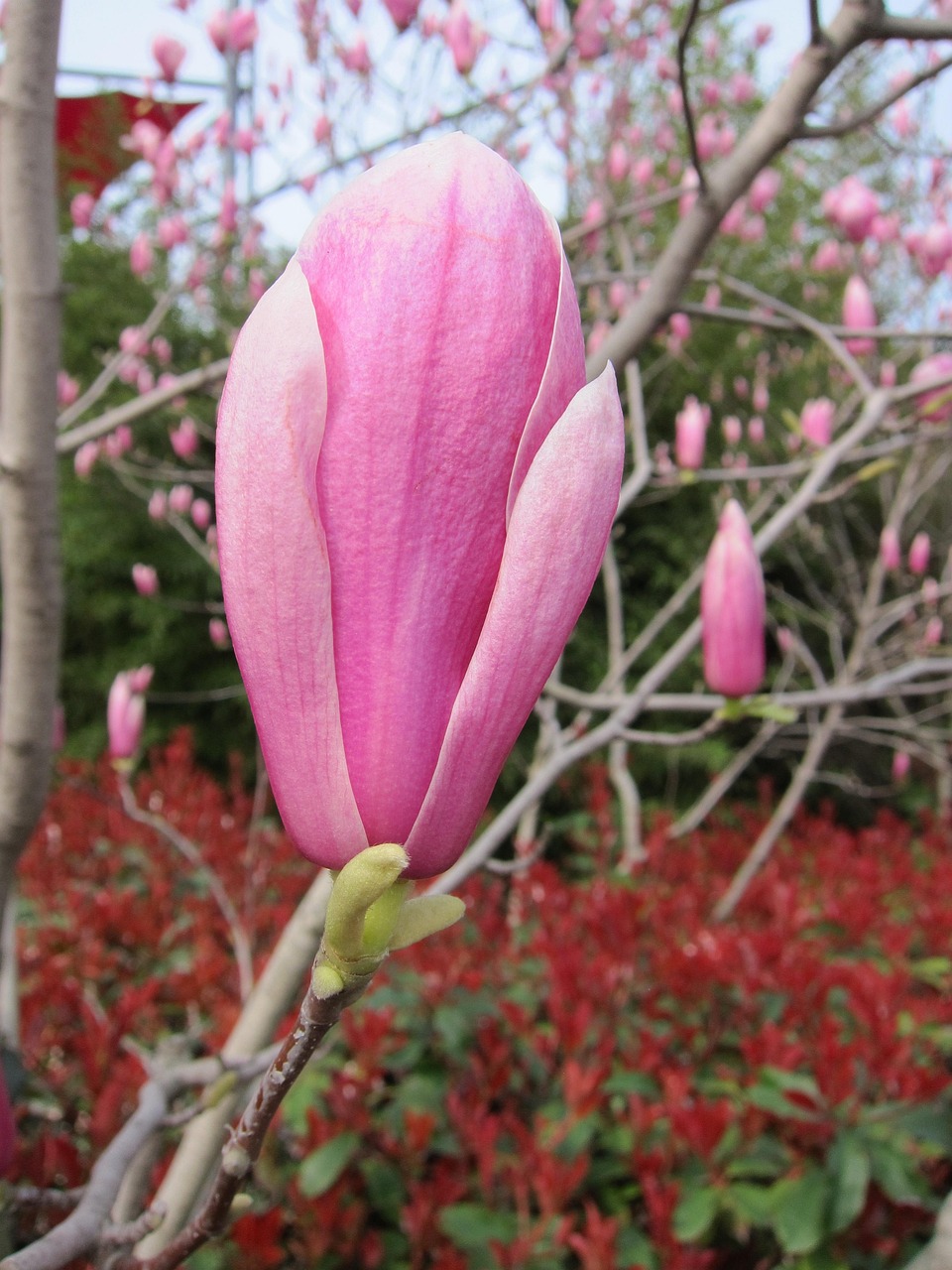 judas tree, garden, istanbul