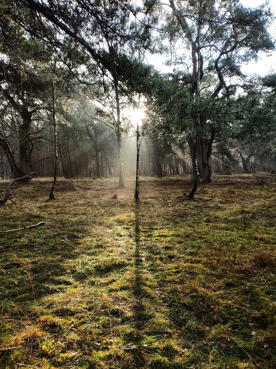 nature, forest, sun rays