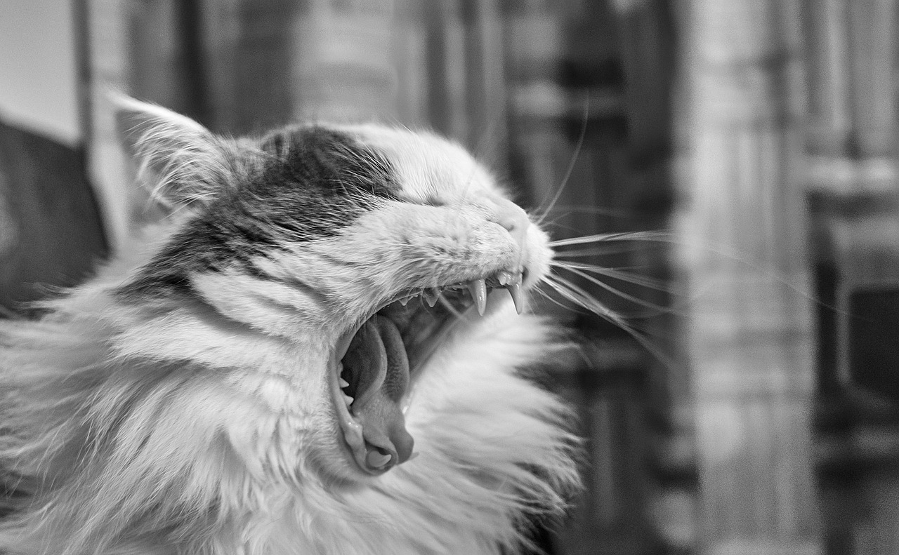 cat, yawning cat, animal, yawning, portrait, yawn, pet, gray cat, gray pets
