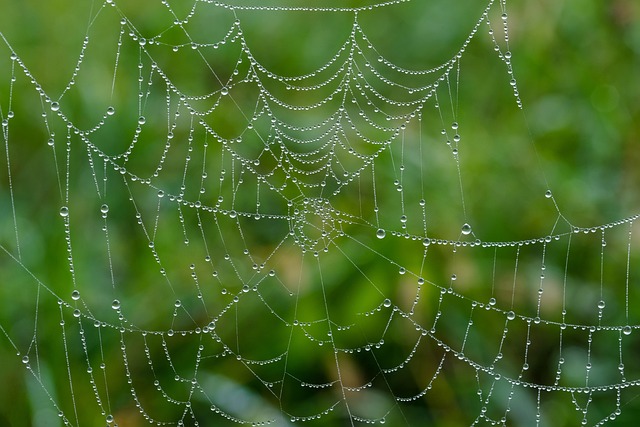 Image for Web Directories