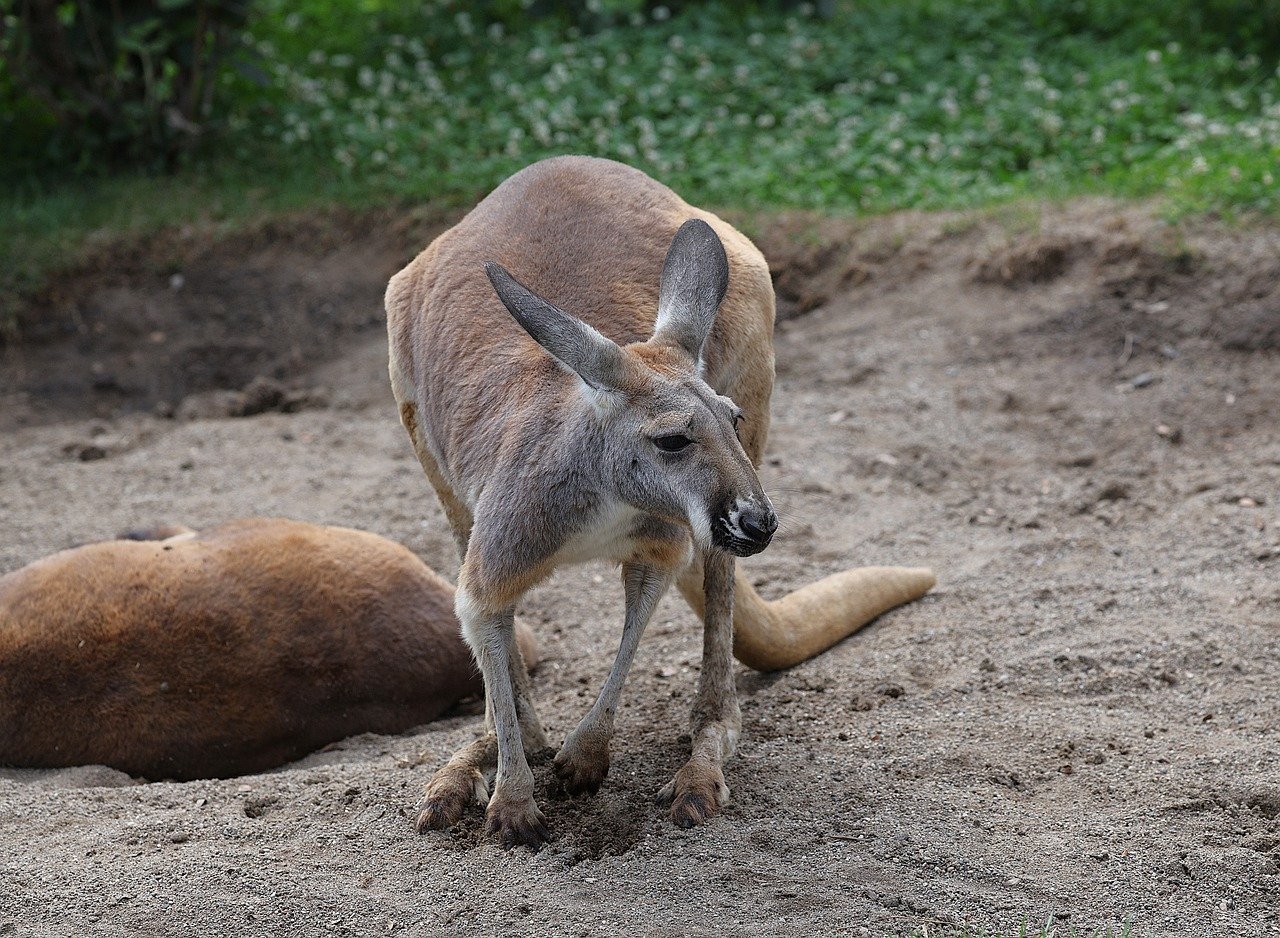 animal, mammal, zoo, indianapolis, captivity, kangaroo