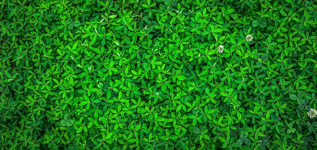 leaves, cool backgrounds, foliage, wallpaper hd, green leaves, laptop wallpaper, green foliage, plants, beautiful wallpaper, free wallpaper, green plants, full hd wallpaper, free background, background, hd wallpaper, wallpaper 4k, 4k wallpaper 1920x1080, mac wallpaper, nature, 4k wallpaper, desktop backgrounds, windows wallpaper, flora, spring