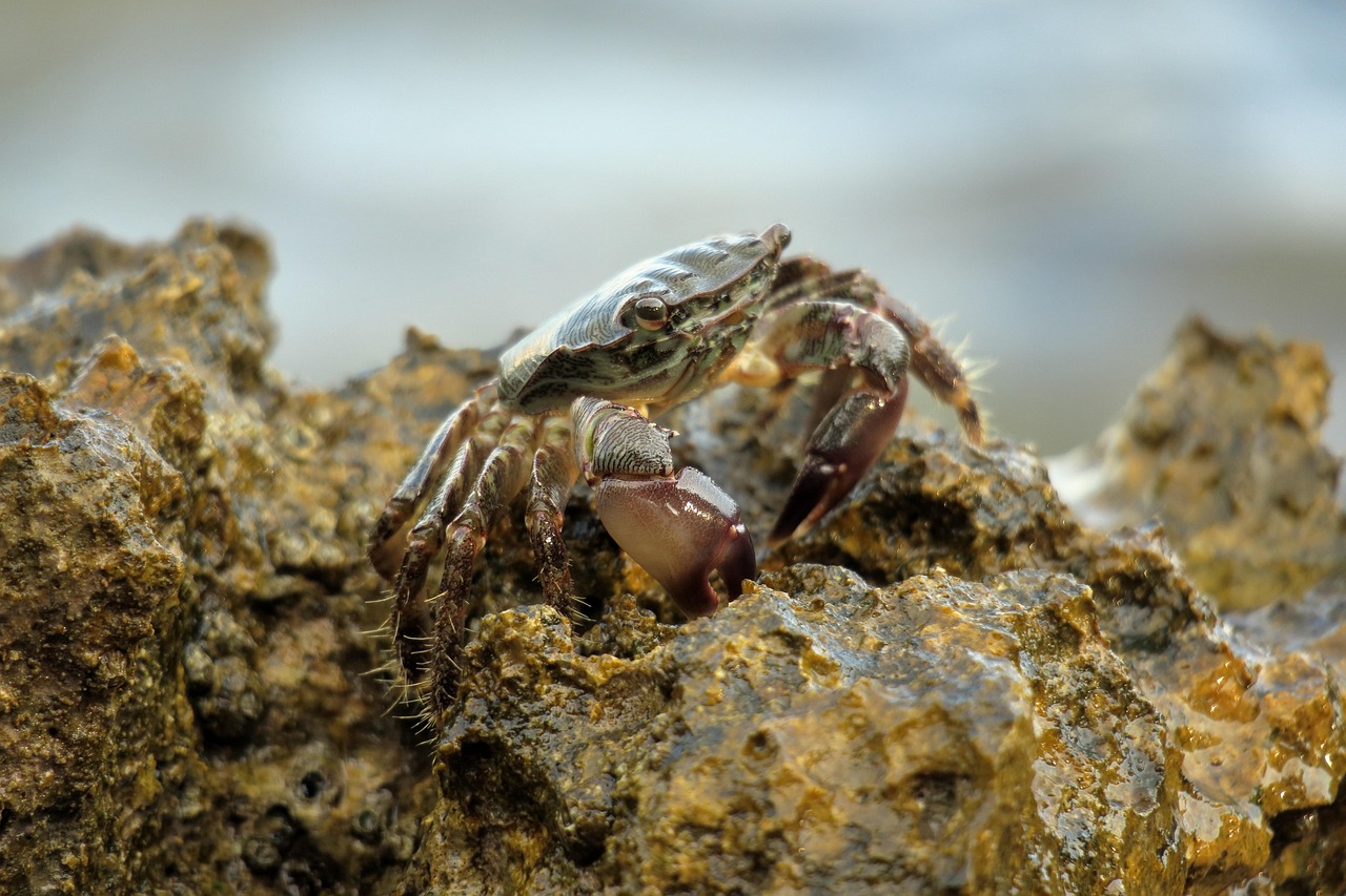 cancer, mediterranean, istria, sea creatures, crustaceans, crab, beach, sea, pliers, coast
