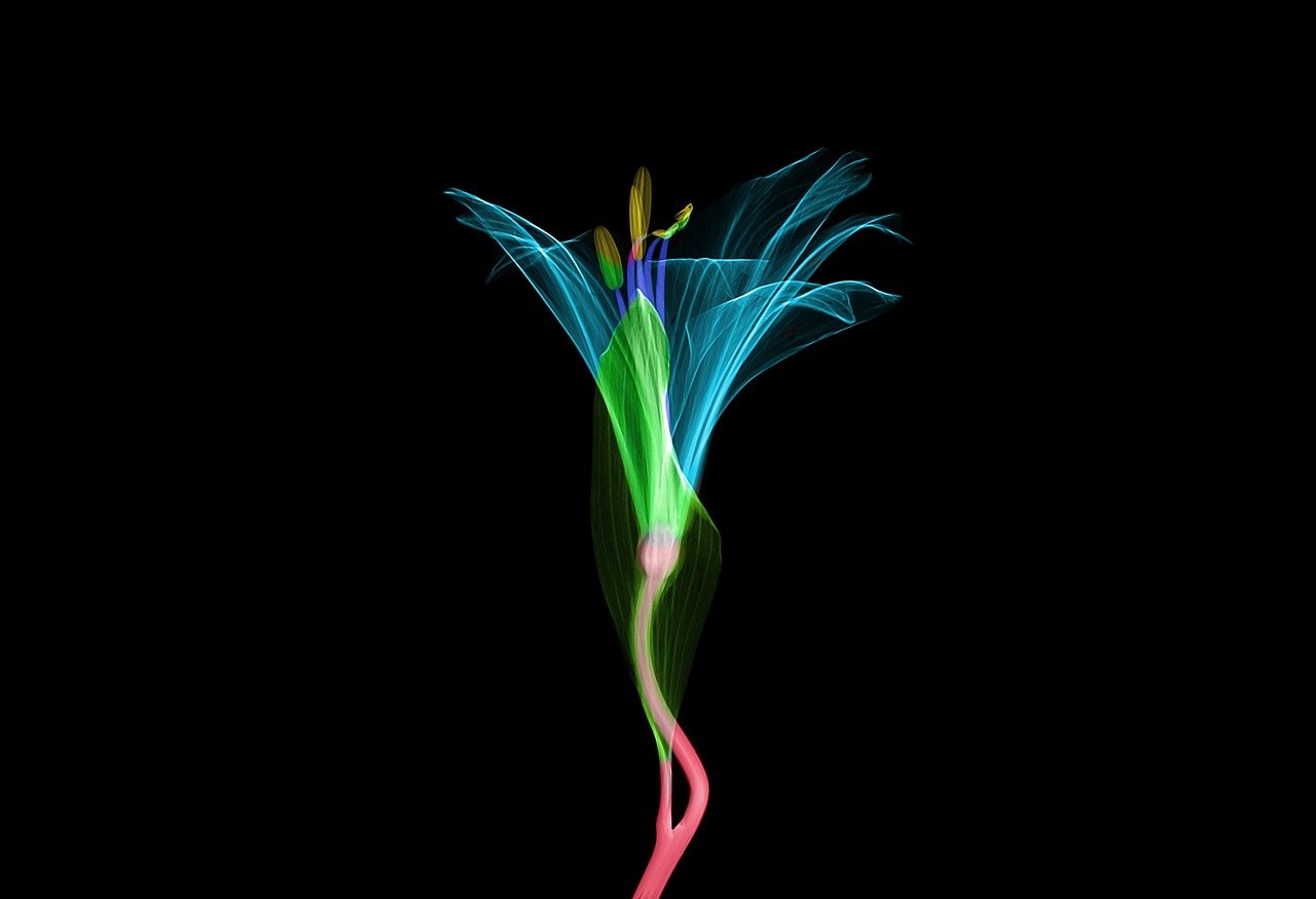 xray, x-ray, radiological, technology, radiology, scan, art, transparent, flower, floral, blossom, spring, nostalgia, vintage, nature, black technology, black art, black vintage