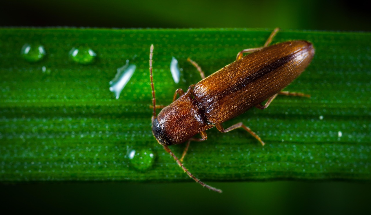 insect, nature, close-up, no one, the click beetle, macro, beetle
