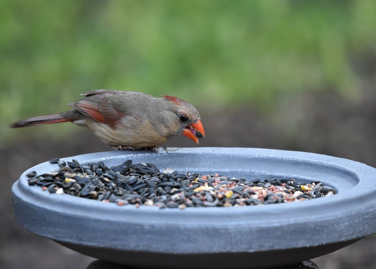 cardinal, nature, bird, wildlife, animal, avian, ornithology, perched, plumage, feathers, birdwatching, birdfeeder, birding, sunflower seeds