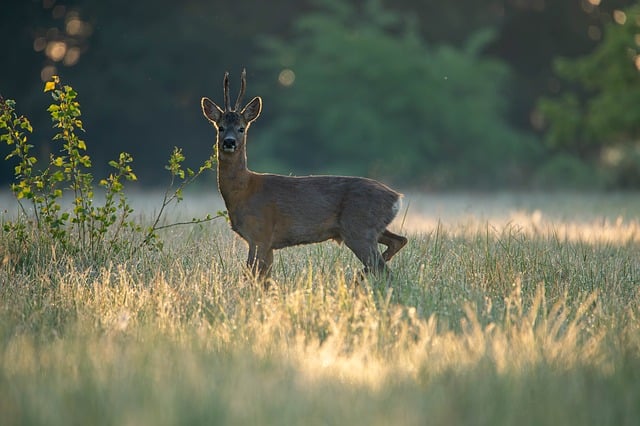 nature, animal, doe, mammal, horns, fauna, herbivore, wild, antlers, near, eye, young