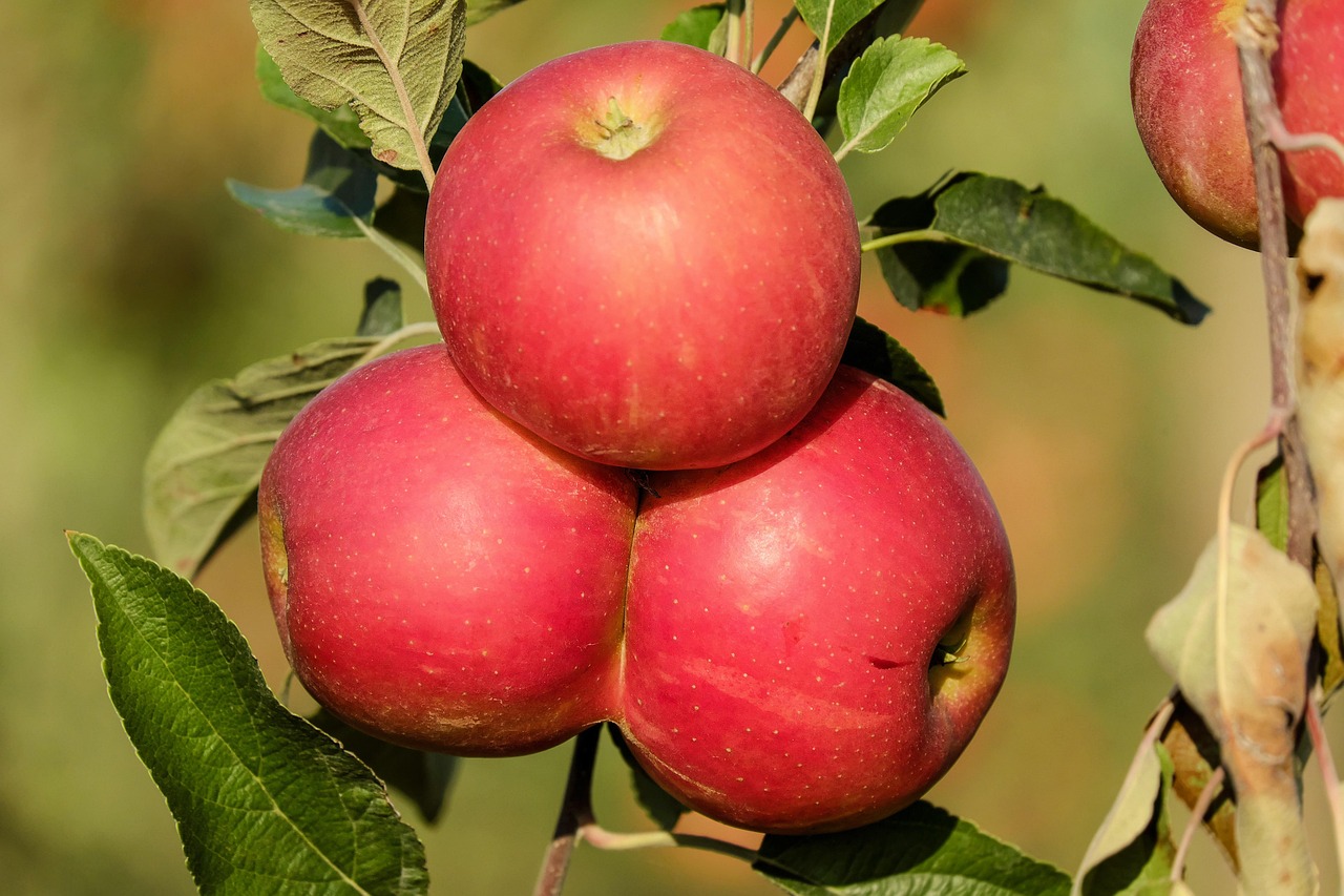 apples, fruit, red, tree, fall, vitamins, healthy