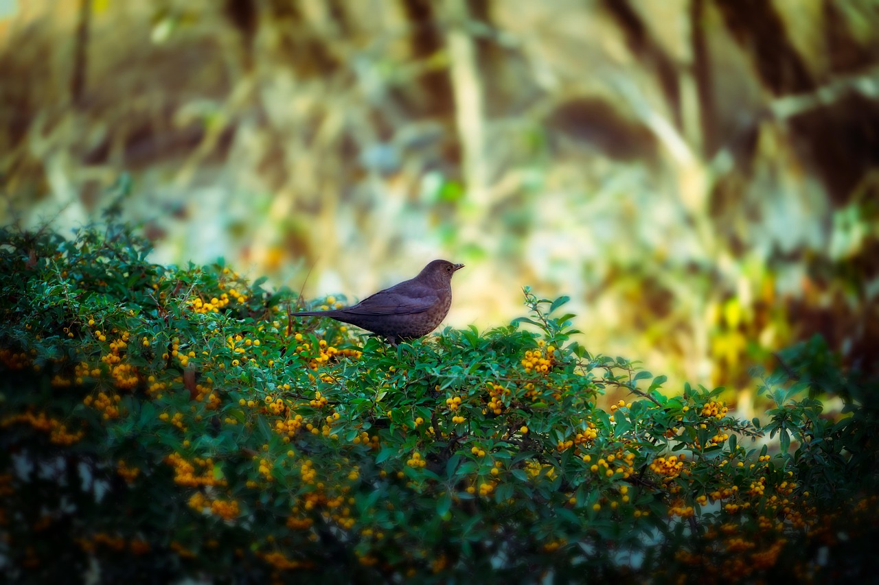 bird, hedge, nature, winter, cold, animal