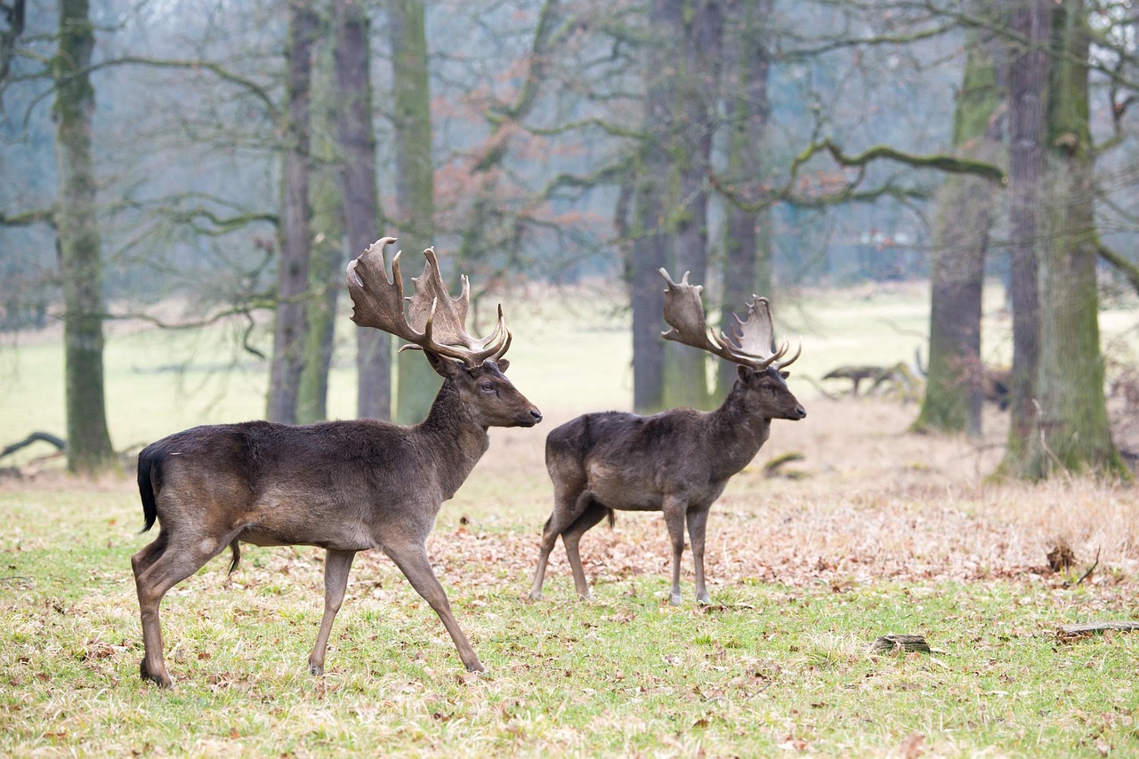 fallow deer, dama dama, forest, wild, nature