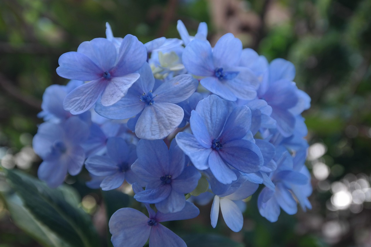 garden, hormonal plant, lavender, blue, flower, gardening, hydrangea, spring