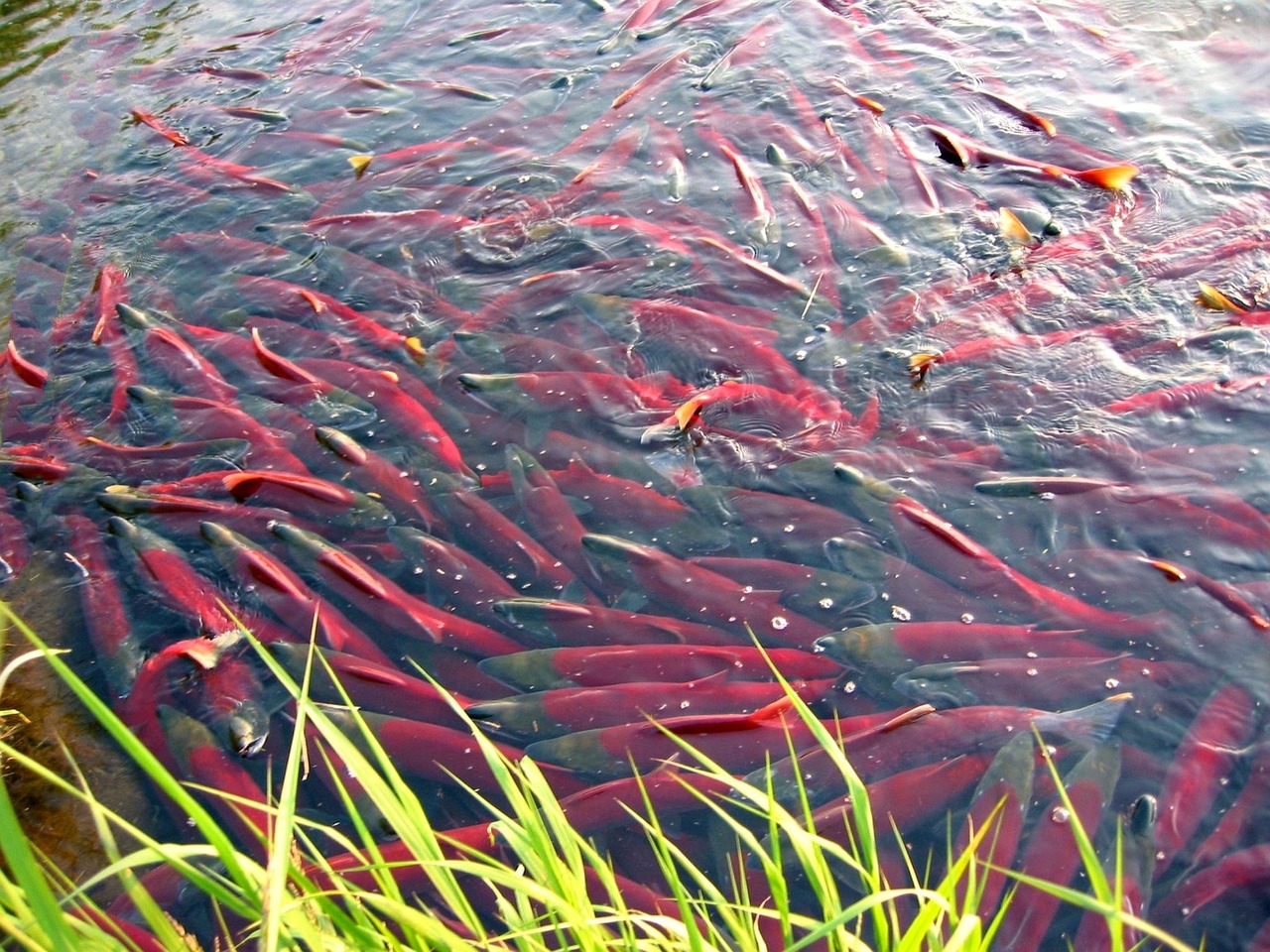 fish, salmon, chum, spawning, spawn, flock, pit, backwater, beach, predator