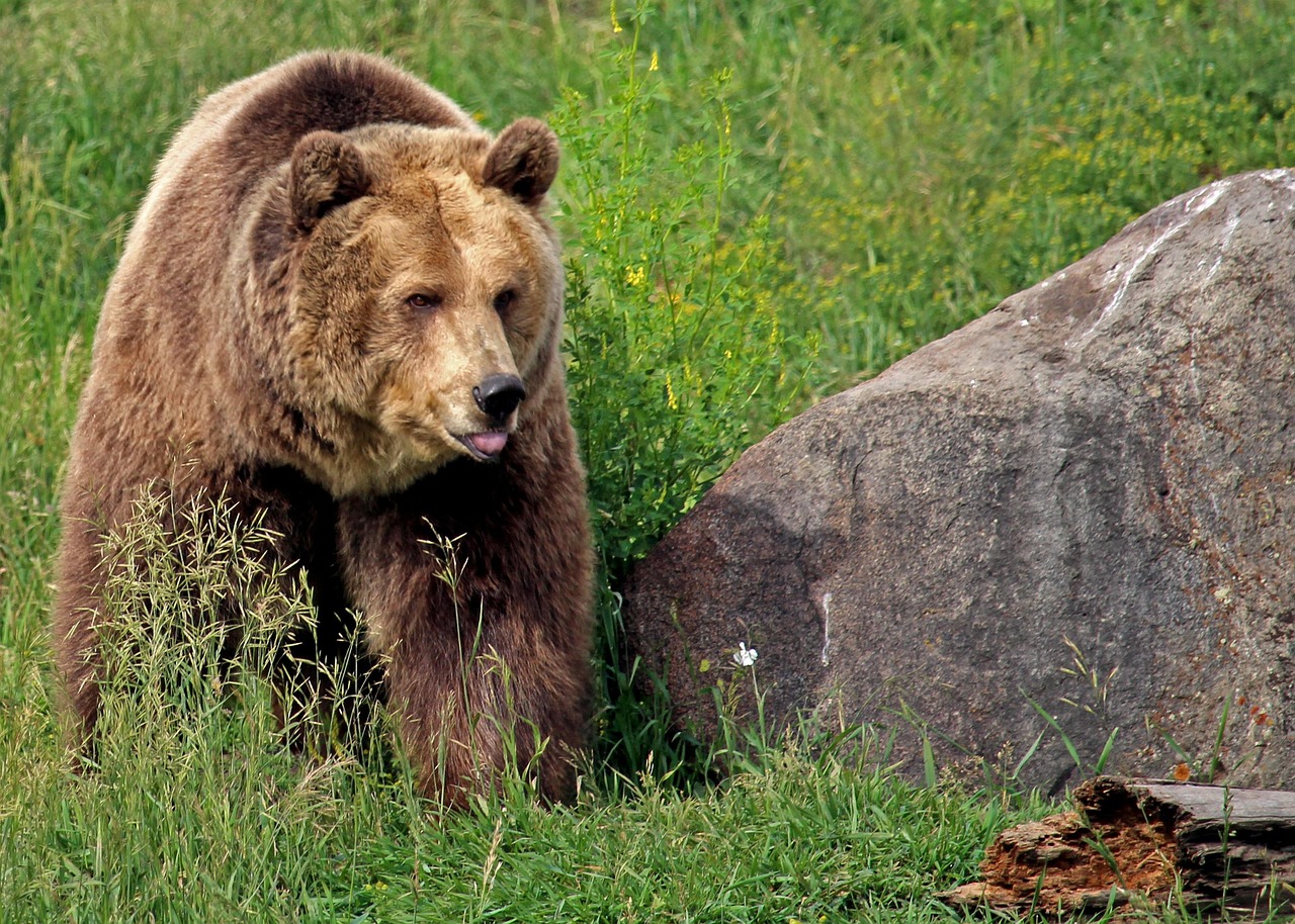 grizzly bear, bear, grizzly, montana, bozeman, montana grizzly encounter