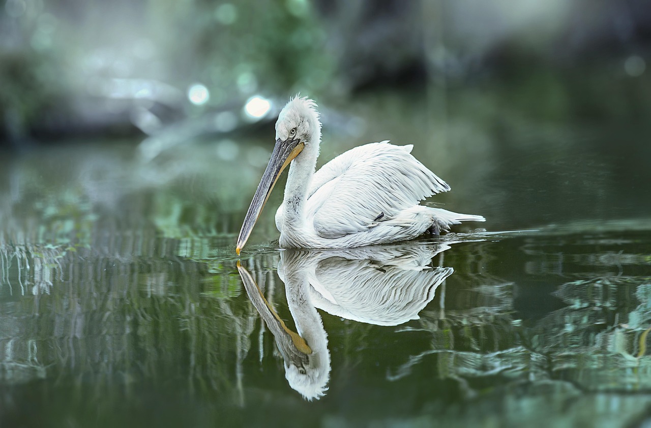 pellicano, pelican, uccello, bird, natura, acqua, fauna, bianco, inverno