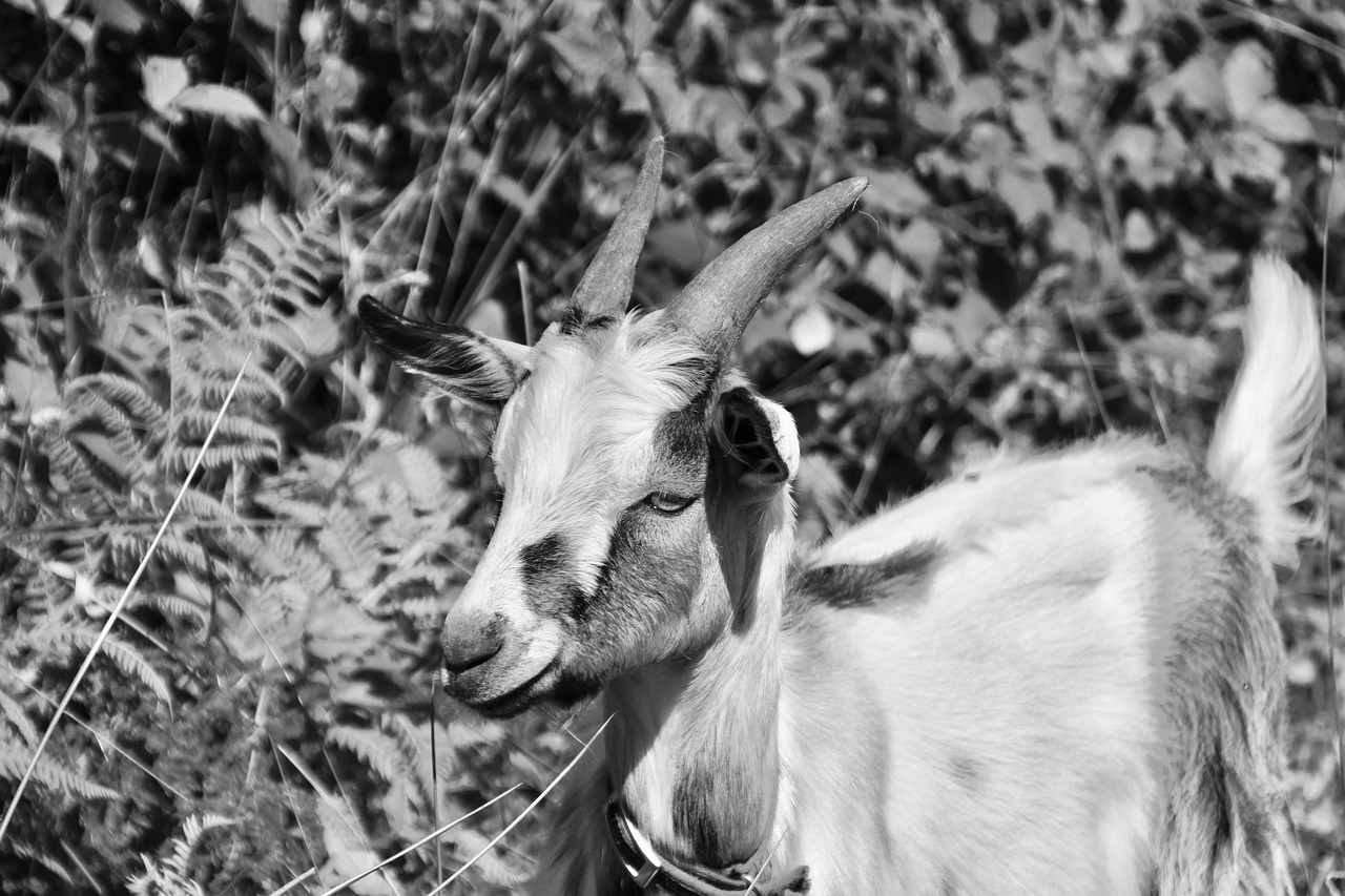goat, goat horns, photo black and white goat pépito, ruminant, herbivorous, field, mammal, cute, animal, goatee, pastures, curious, funny, male