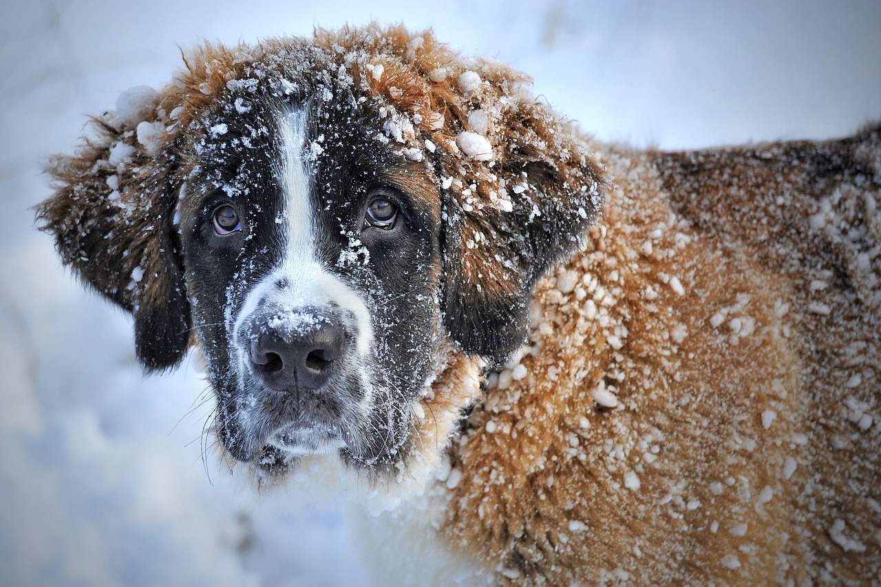 merry christmas, dog, domestic animal, snow, the world of animals, animal, fur, snout, mammal, winter, cold